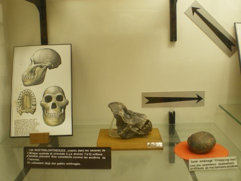 Les Australopithèques.