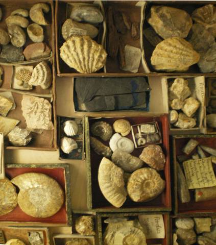 Collection de fossiles rassemblée par Oberlin. Musée Oberlin de Waldersbach.