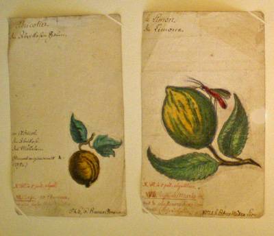 Fiches pédagogiques de botanique. L'abricotier, Le limon. Musée Oberlin de Waldersbach.