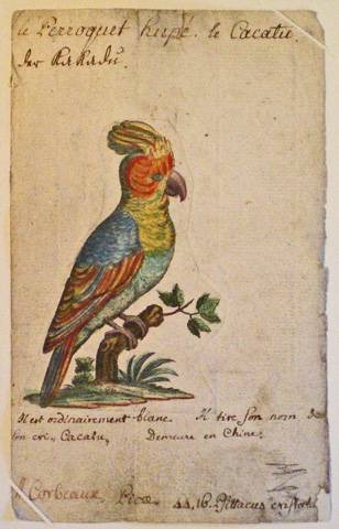 Fiche de zoologie. Le perroquet huppé. Musée Oberlin de Waldersbach.