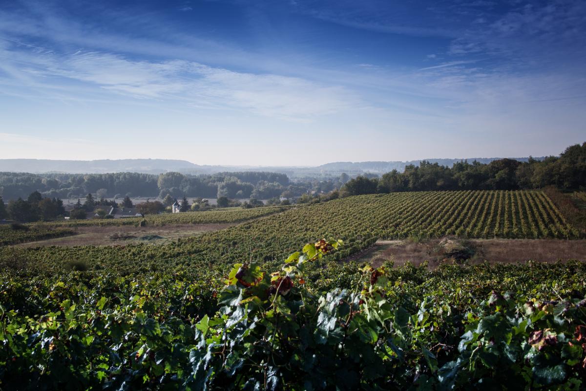 Domaine viticole de Bordeaux