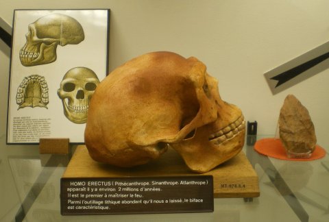 Homo erectus.