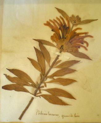 Planche de l'herbier d'Oberlin. Musée Oberlin de Waldersbach.