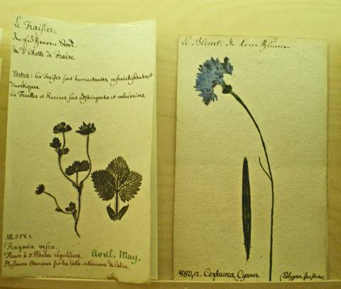Fiches pédagogiques de botanique. Le fraisier, le bleuet. Musée Oberlin de Waldersbach.
