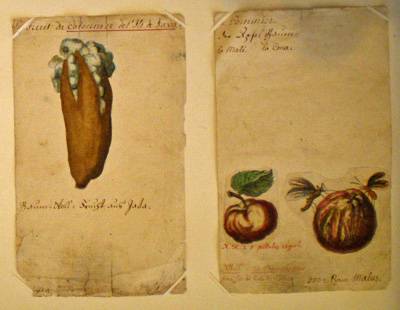Fiches pédagogiques de botanique. Le cotonnier, le pommier. Musée Oberlin de Waldersbach.