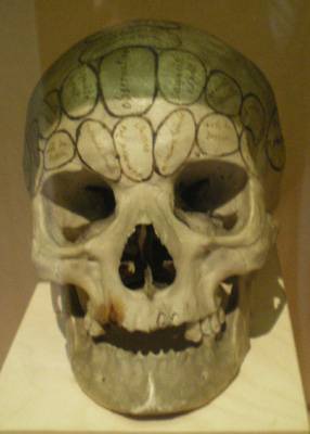 Crâne humain annoté selon la théorie de F. J. Gall. Musée Oberlin de Waldersbach.
